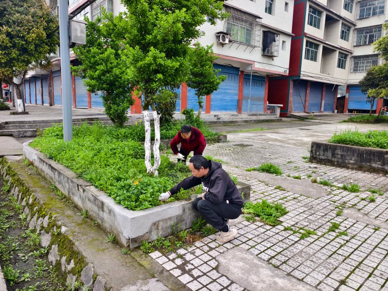 牌坊社区场镇广场除草整治-李芳.jpg