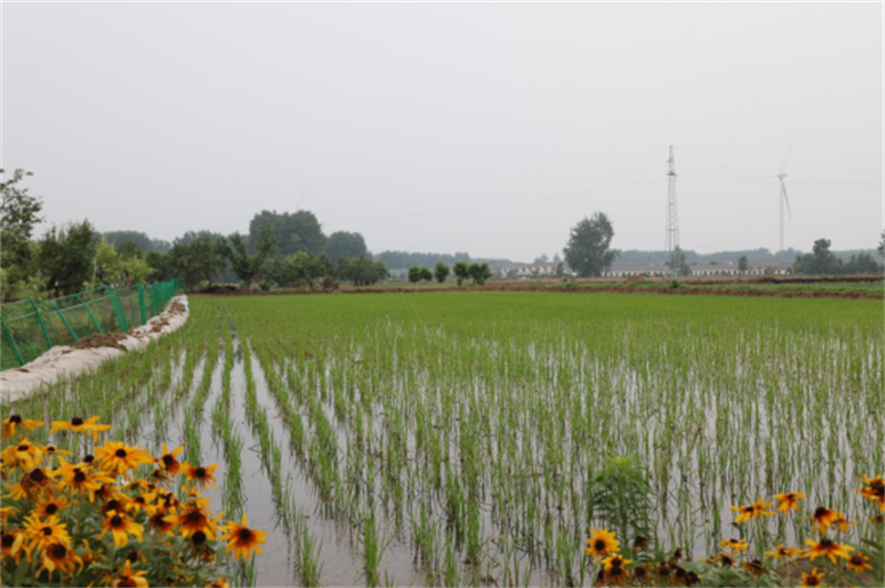 睢宁县：抢抓农时忙插秧   绘就田间新“丰”景(3)99.jpg
