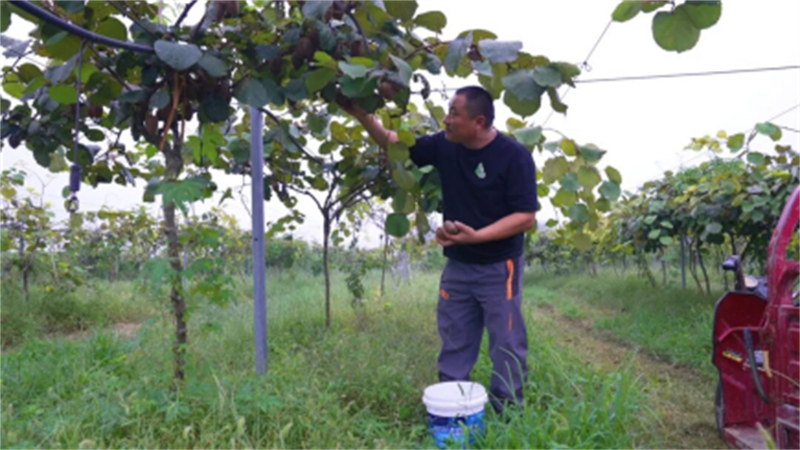 1759030524250121.jpg 从果园到屏幕!睢宁猕猴桃“飞”往全国907.jpg