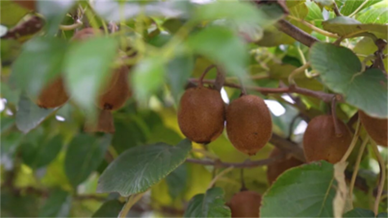 1759030541131094.jpg 从果园到屏幕!睢宁猕猴桃“飞”往全国1146.jpg