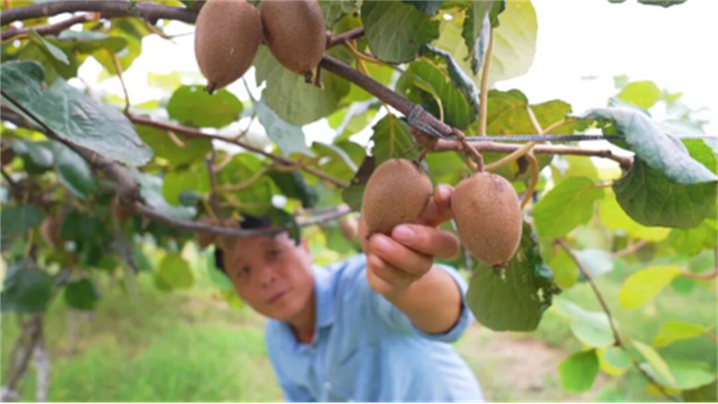 1759030546318634.jpg 从果园到屏幕!睢宁猕猴桃“飞”往全国1313.jpg