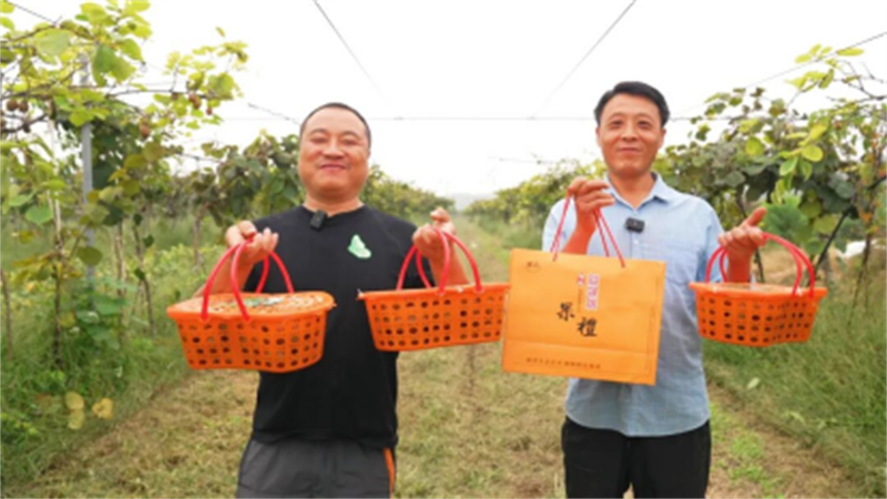 1759030562948917.jpg 从果园到屏幕!睢宁猕猴桃“飞”往全国1584.jpg