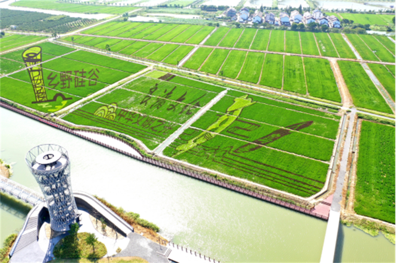 江苏昆山：四篇文章绘就新时代鱼米乡振兴画卷5260.jpg
