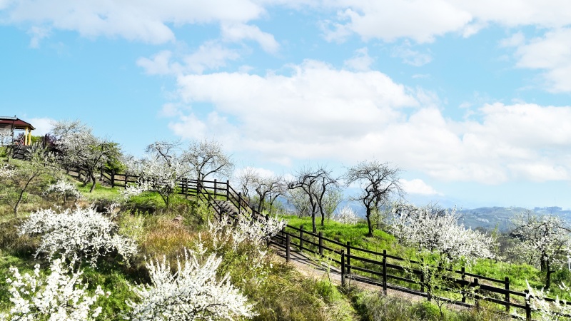 1773195555172213.jpg 李花盛开.jpg