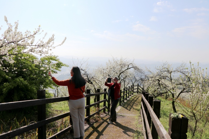 1773195561325160.jpg 游客打卡拍照.jpg