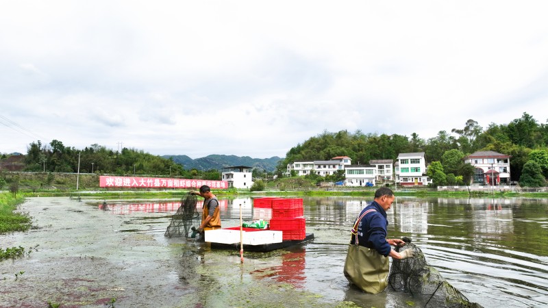 打捞收获小龙虾（姚闯摄）.jpg