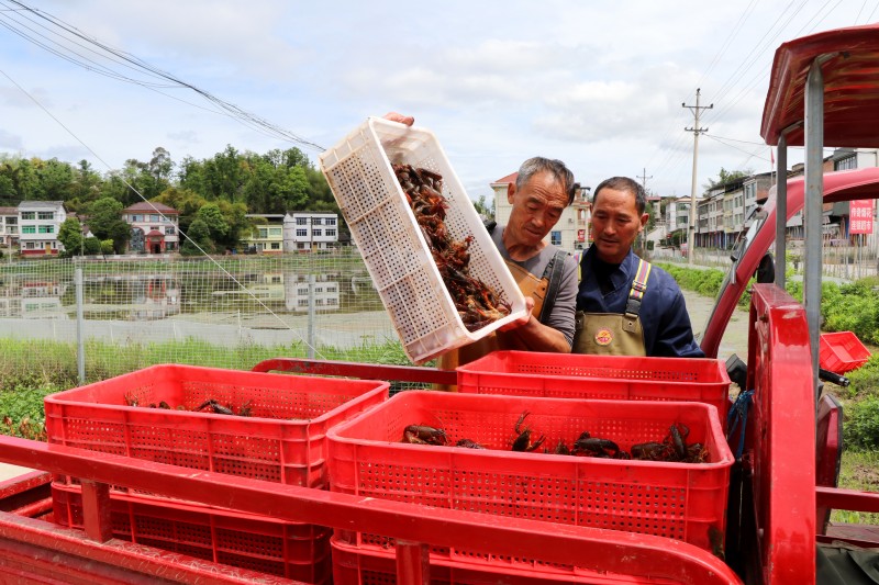 小龙虾装车运输（曹芮铭摄）.jpg