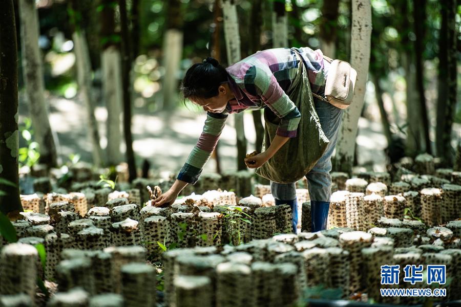 （脱贫攻坚）（1）小小菌菇托起贫困群众就业梦