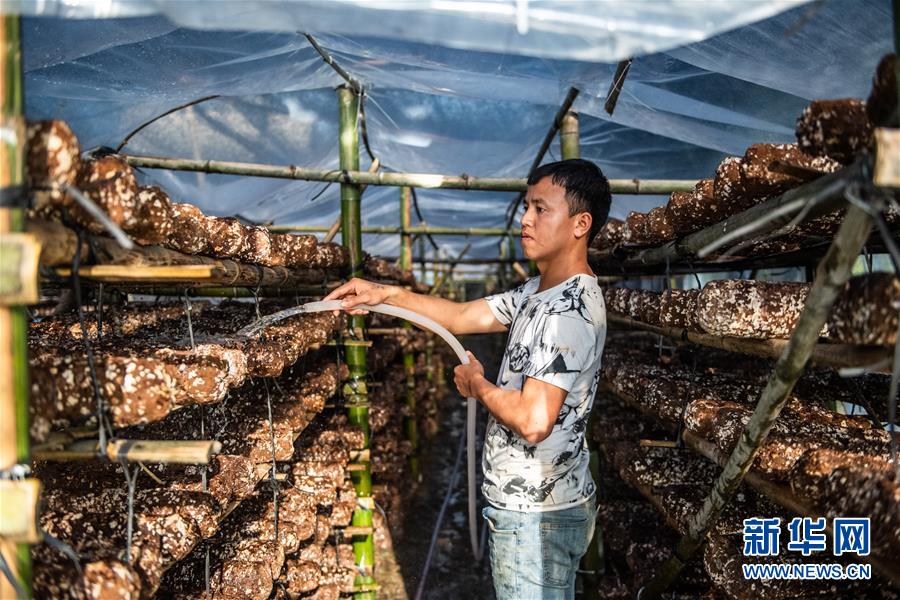 （脱贫攻坚）（2）小小菌菇托起贫困群众就业梦