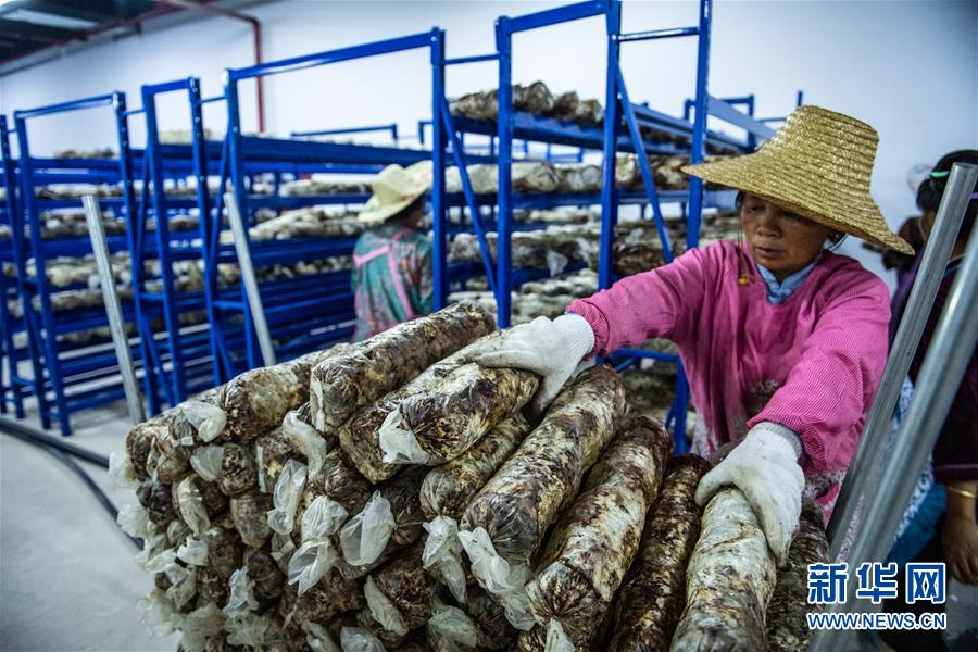 （脱贫攻坚）（4）小小菌菇托起贫困群众就业梦