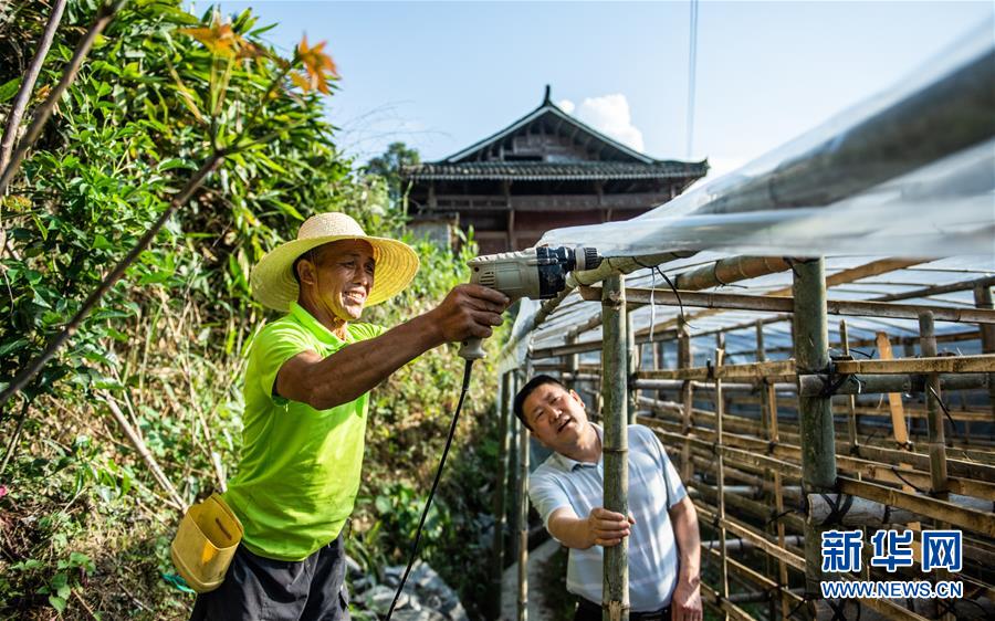 （脱贫攻坚）（5）小小菌菇托起贫困群众就业梦