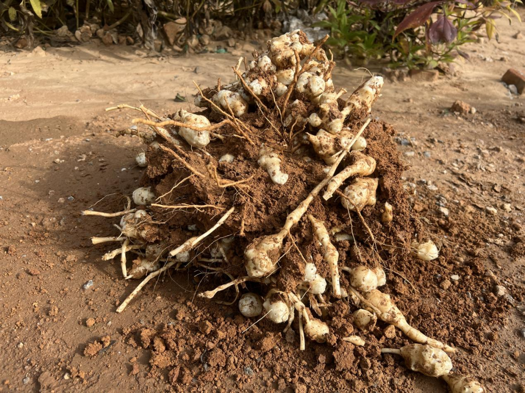 1762741554819805.png 640 (1).png